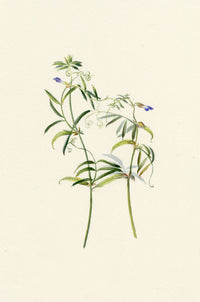 Falloon, Sweet Pea Flower, Southport, Lancashire – 1902 watercolour painting