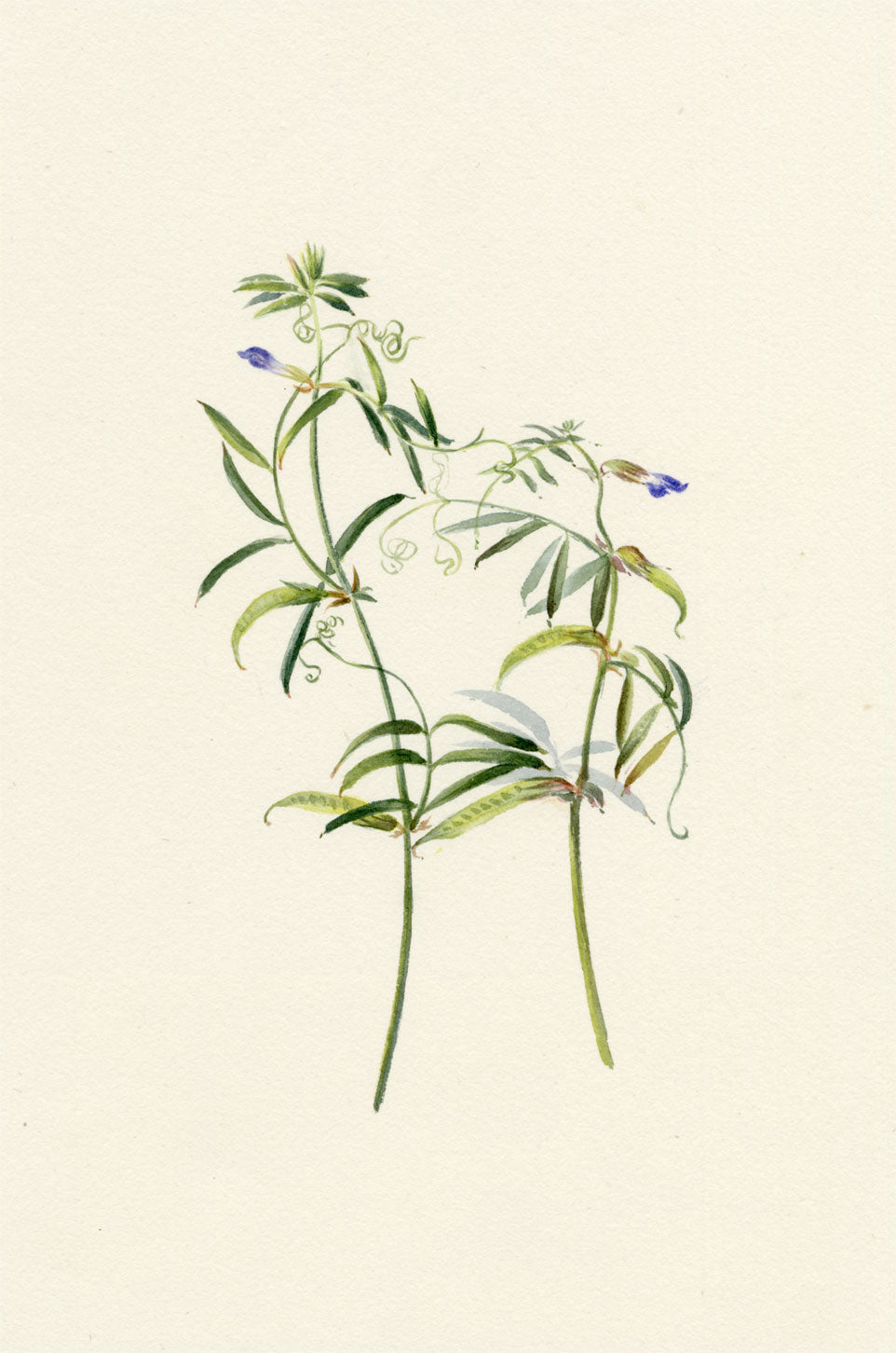 Falloon, Sweet Pea Flower, Southport, Lancashire – 1902 watercolour painting