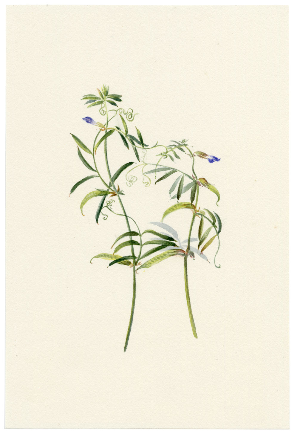 Falloon, Sweet Pea Flower, Southport, Lancashire – 1902 watercolour painting