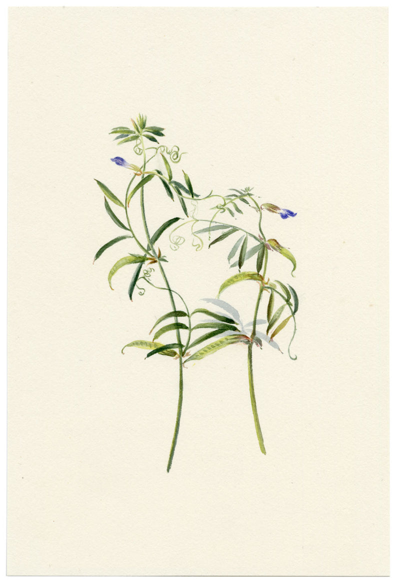 Falloon, Sweet Pea Flower, Southport, Lancashire – 1902 watercolour painting