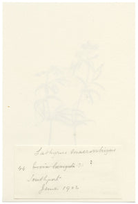 Falloon, Sweet Pea Flower, Southport, Lancashire – 1902 watercolour painting