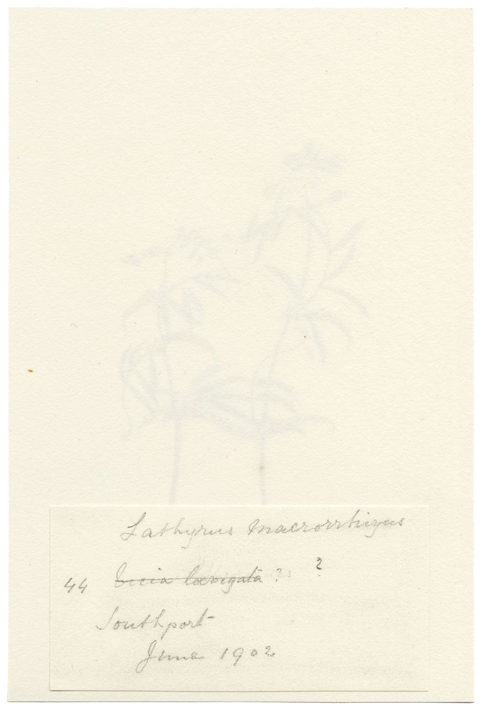 Falloon, Sweet Pea Flower, Southport, Lancashire – 1902 watercolour painting