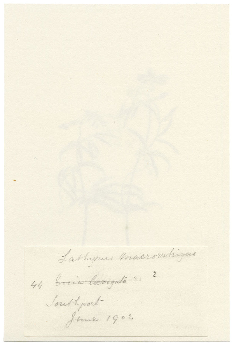 Falloon, Sweet Pea Flower, Southport, Lancashire – 1902 watercolour painting