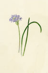 Falloon, Spring Squill Flower, Newquay, Cornwall – 1914 watercolour painting