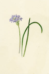 Falloon, Spring Squill Flower, Newquay, Cornwall – 1914 watercolour painting