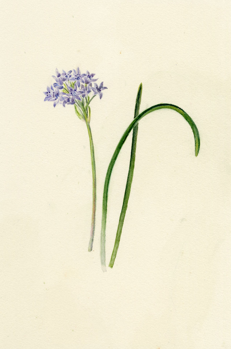 Falloon, Spring Squill Flower, Newquay, Cornwall – 1914 watercolour painting