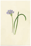 Falloon, Spring Squill Flower, Newquay, Cornwall – 1914 watercolour painting