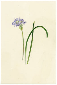 Falloon, Spring Squill Flower, Newquay, Cornwall – 1914 watercolour painting