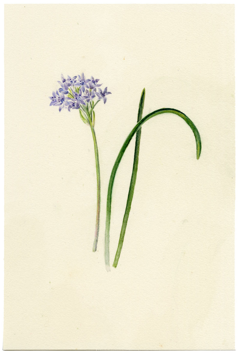 Falloon, Spring Squill Flower, Newquay, Cornwall – 1914 watercolour painting