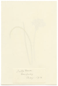 Falloon, Spring Squill Flower, Newquay, Cornwall – 1914 watercolour painting