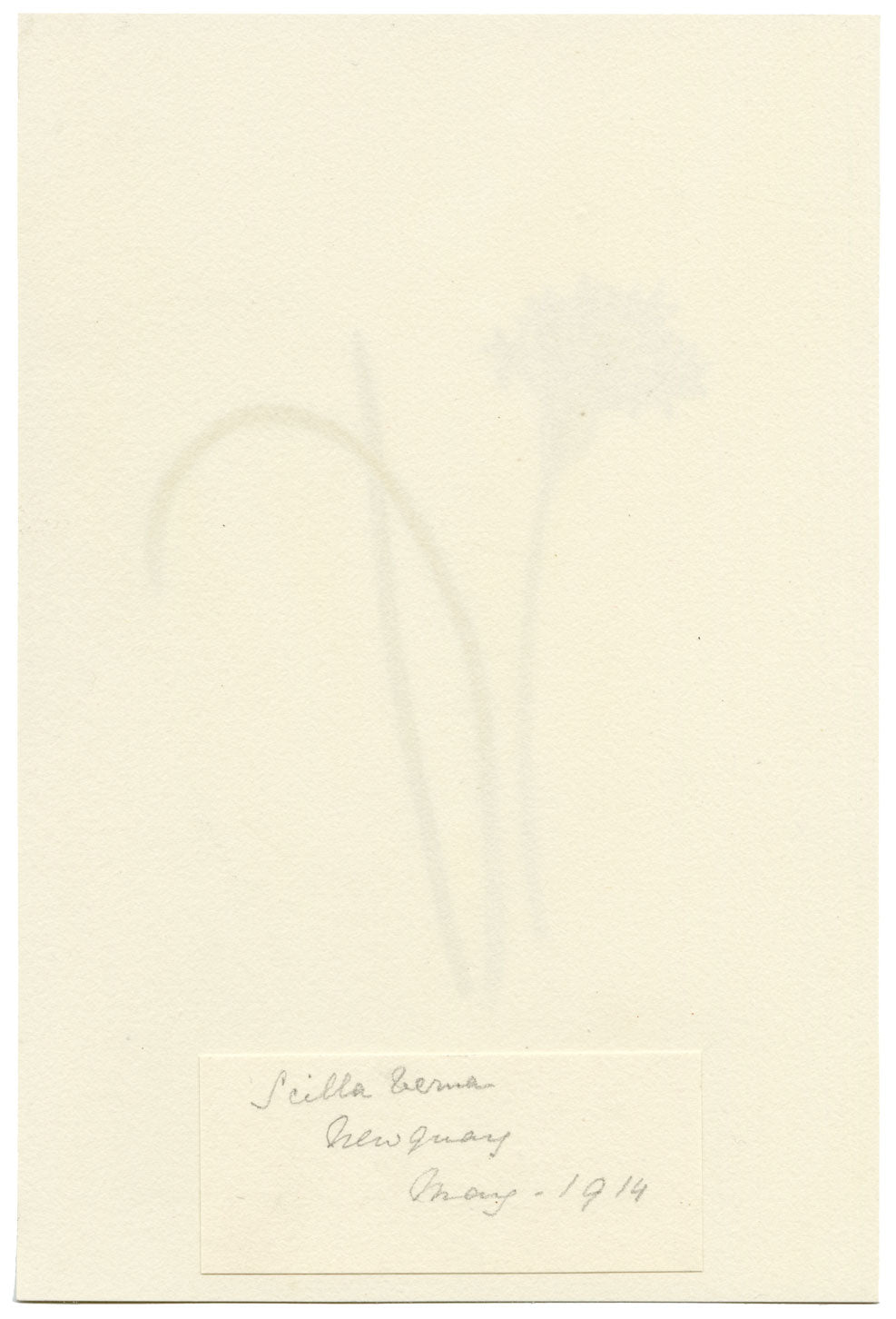 Falloon, Spring Squill Flower, Newquay, Cornwall – 1914 watercolour painting