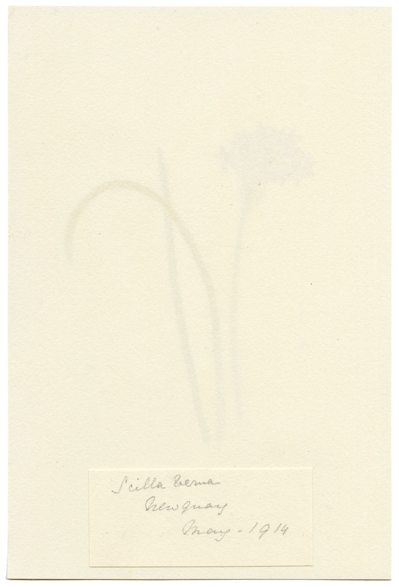 Falloon, Spring Squill Flower, Newquay, Cornwall – 1914 watercolour painting