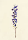 Falloon, Delphinium Orientale Flower, Dornach, Switzerland – 1901 watercolour