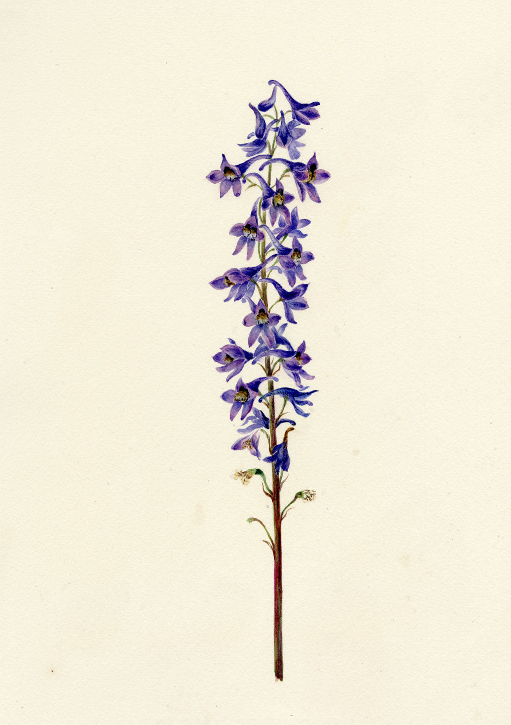 Falloon, Delphinium Orientale Flower, Dornach, Switzerland – 1901 watercolour