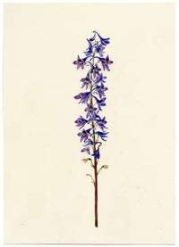 Falloon, Delphinium Orientale Flower, Dornach, Switzerland – 1901 watercolour