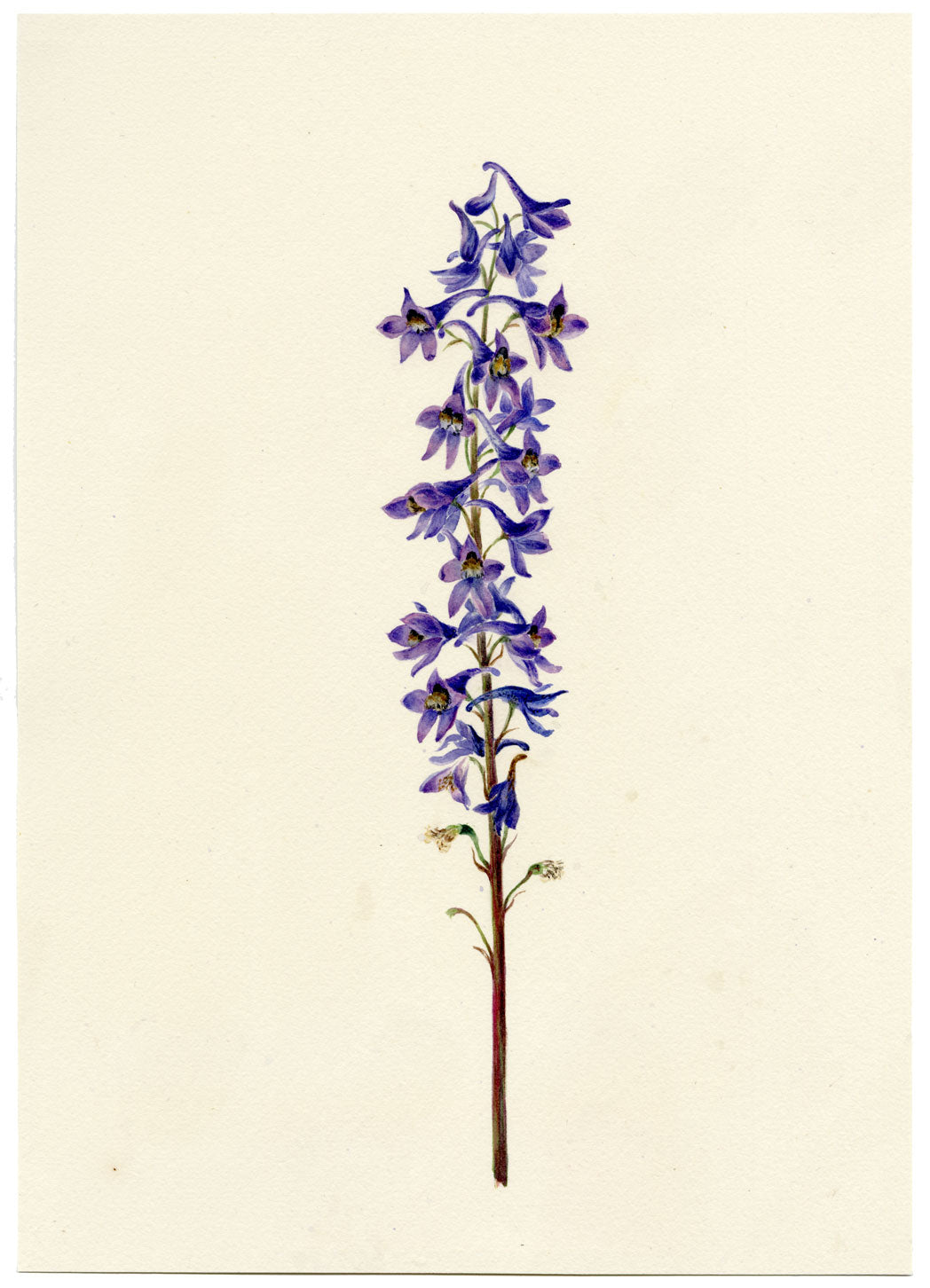 Falloon, Delphinium Orientale Flower, Dornach, Switzerland – 1901 watercolour
