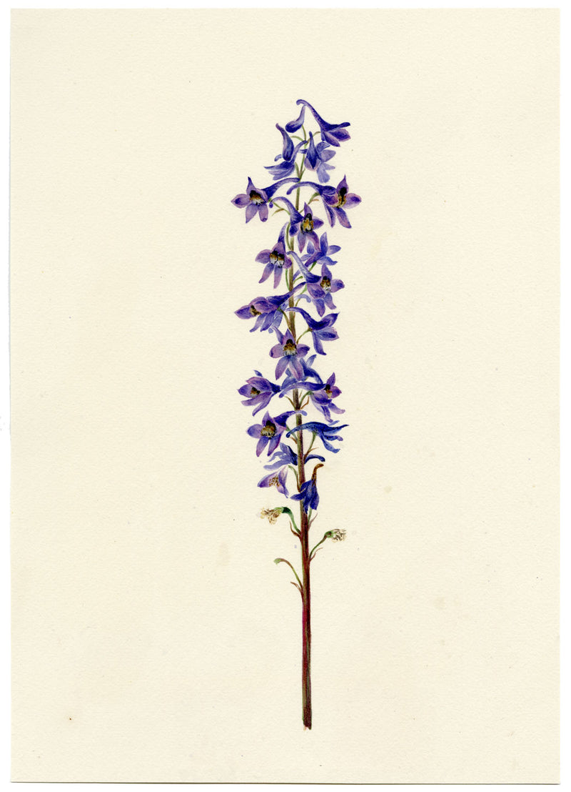Falloon, Delphinium Orientale Flower, Dornach, Switzerland – 1901 watercolour