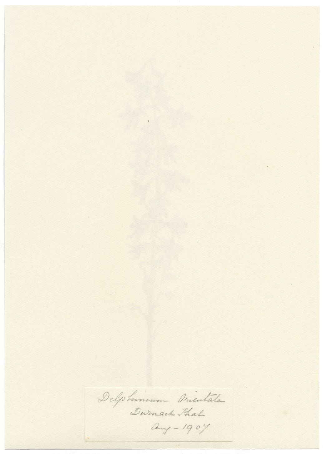 Falloon, Delphinium Orientale Flower, Dornach, Switzerland – 1901 watercolour