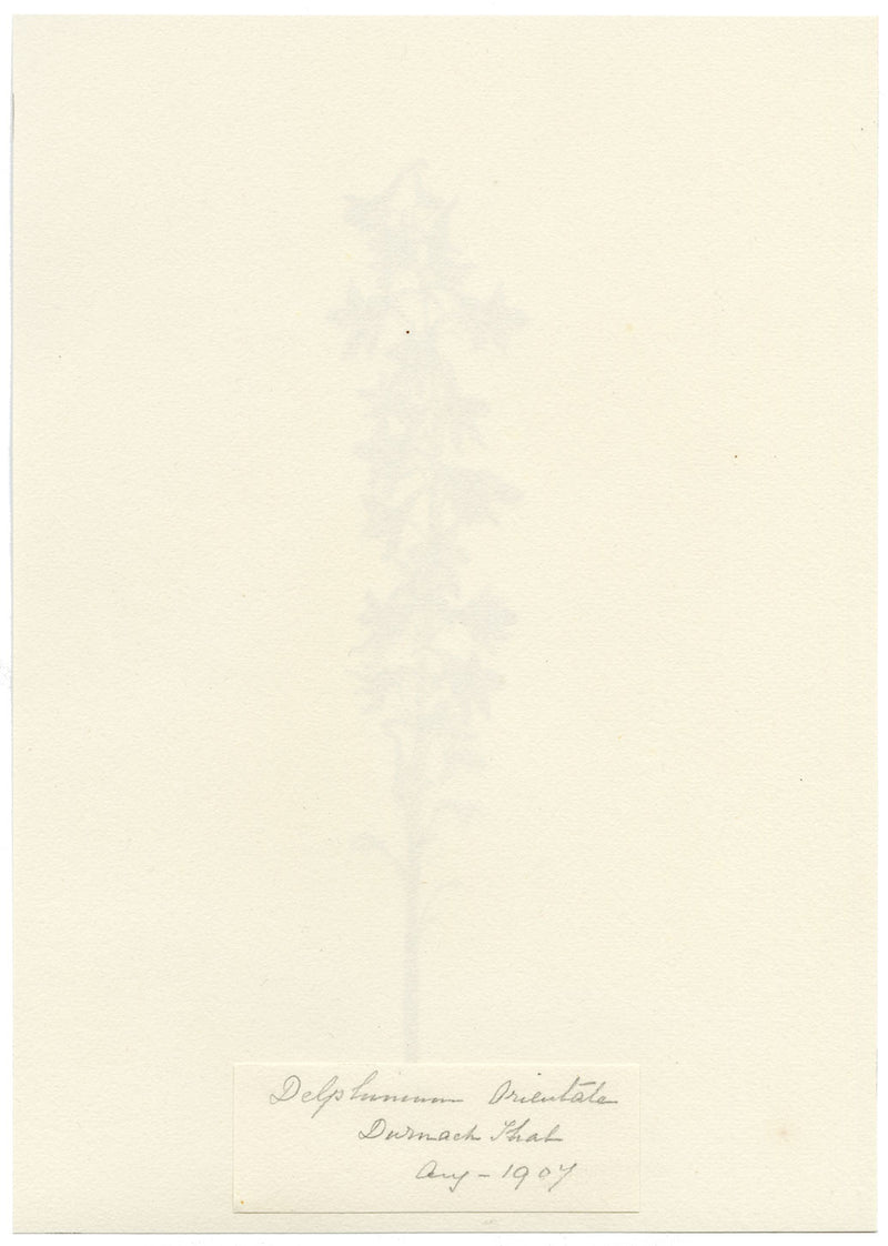 Falloon, Delphinium Orientale Flower, Dornach, Switzerland – 1901 watercolour