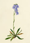 Falloon, Bearded Bellflower, Evolène, Switzerland – 1902 watercolour painting