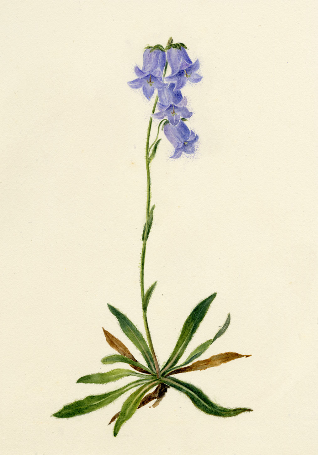 Falloon, Bearded Bellflower, Evolène, Switzerland – 1902 watercolour painting
