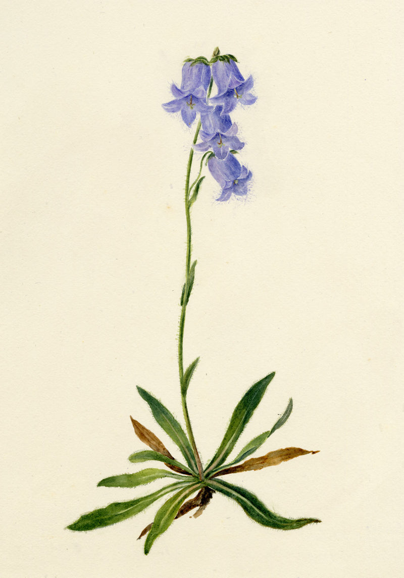 Falloon, Bearded Bellflower, Evolène, Switzerland – 1902 watercolour painting