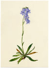 Falloon, Bearded Bellflower, Evolène, Switzerland – 1902 watercolour painting