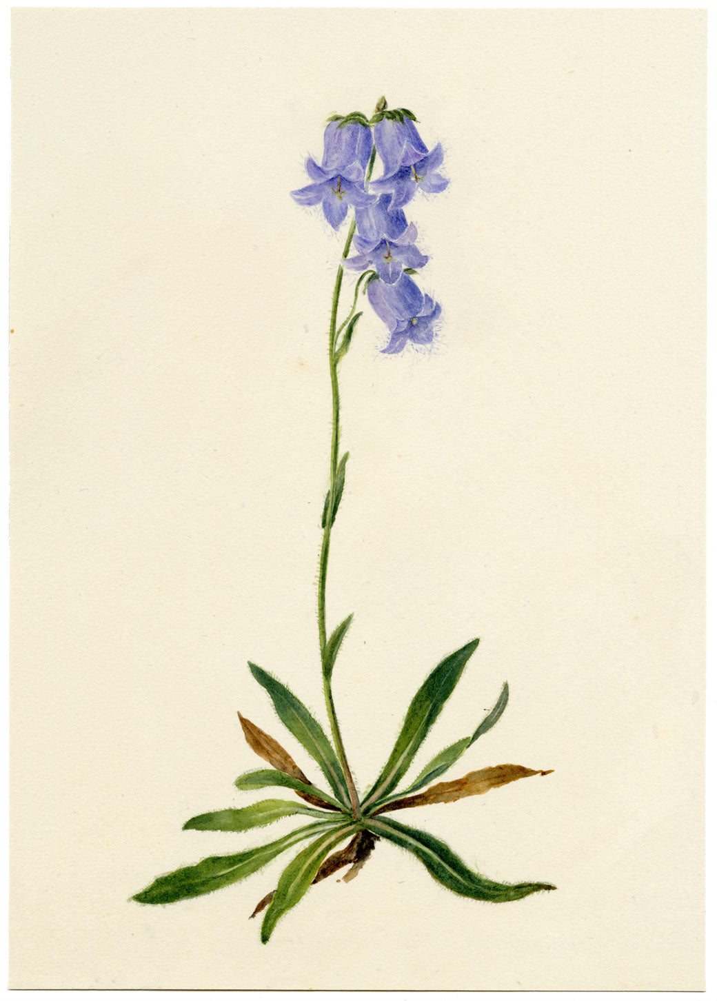 Falloon, Bearded Bellflower, Evolène, Switzerland – 1902 watercolour painting