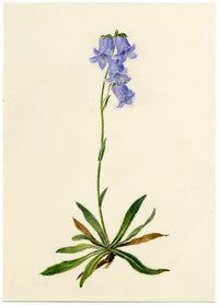 Falloon, Bearded Bellflower, Evolène, Switzerland – 1902 watercolour painting