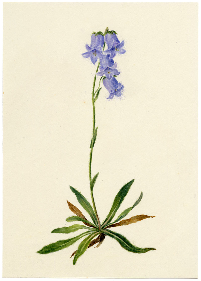 Falloon, Bearded Bellflower, Evolène, Switzerland – 1902 watercolour painting