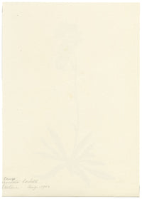 Falloon, Bearded Bellflower, Evolène, Switzerland – 1902 watercolour painting