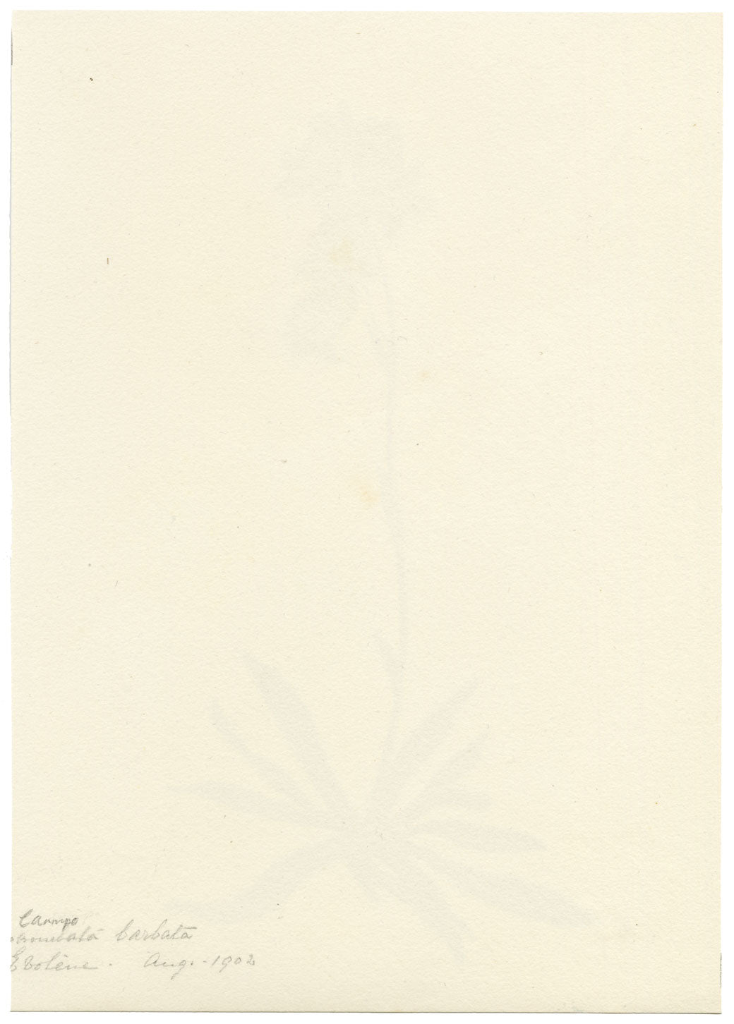 Falloon, Bearded Bellflower, Evolène, Switzerland – 1902 watercolour painting