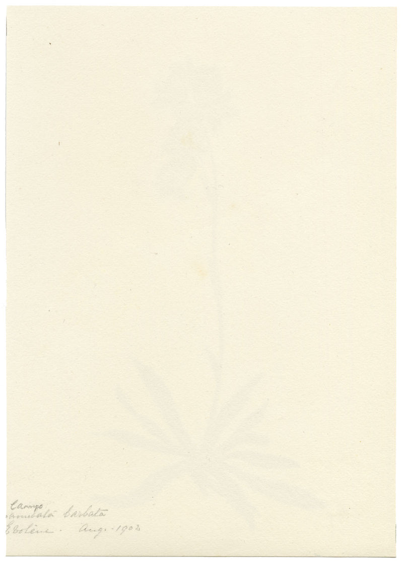 Falloon, Bearded Bellflower, Evolène, Switzerland – 1902 watercolour painting