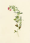 Falloon, Tuberous Pea Flower, near Dover, Kent – 1906 watercolour painting