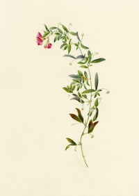 Falloon, Tuberous Pea Flower, near Dover, Kent – 1906 watercolour painting