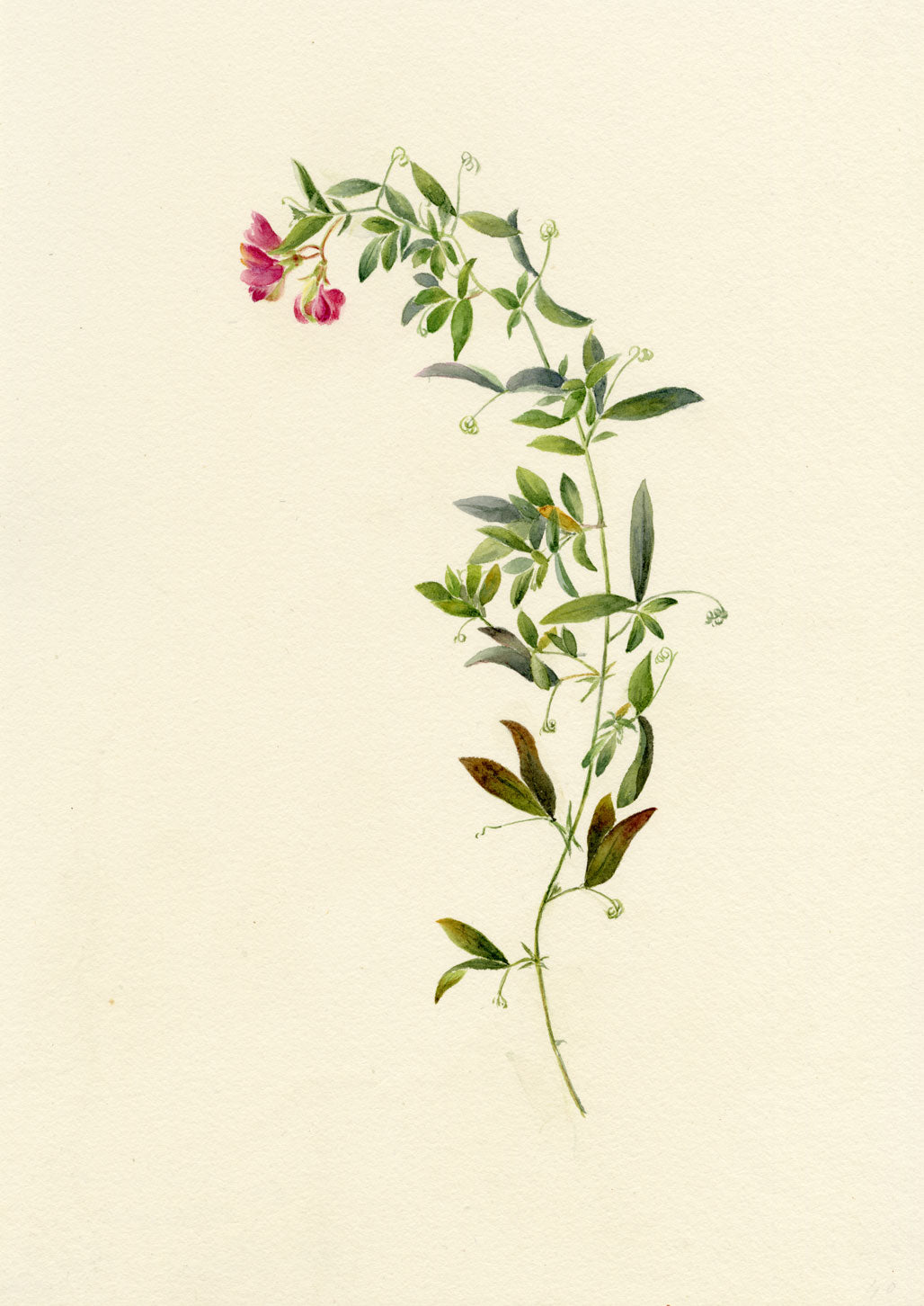 Falloon, Tuberous Pea Flower, near Dover, Kent – 1906 watercolour painting