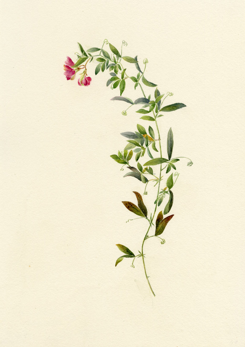 Falloon, Tuberous Pea Flower, near Dover, Kent – 1906 watercolour painting
