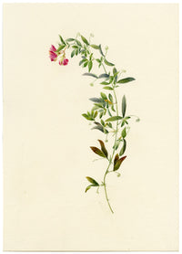Falloon, Tuberous Pea Flower, near Dover, Kent – 1906 watercolour painting