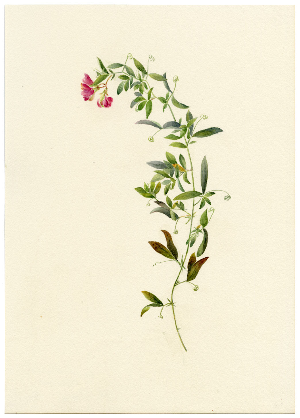 Falloon, Tuberous Pea Flower, near Dover, Kent – 1906 watercolour painting