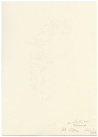 Falloon, Tuberous Pea Flower, near Dover, Kent – 1906 watercolour painting