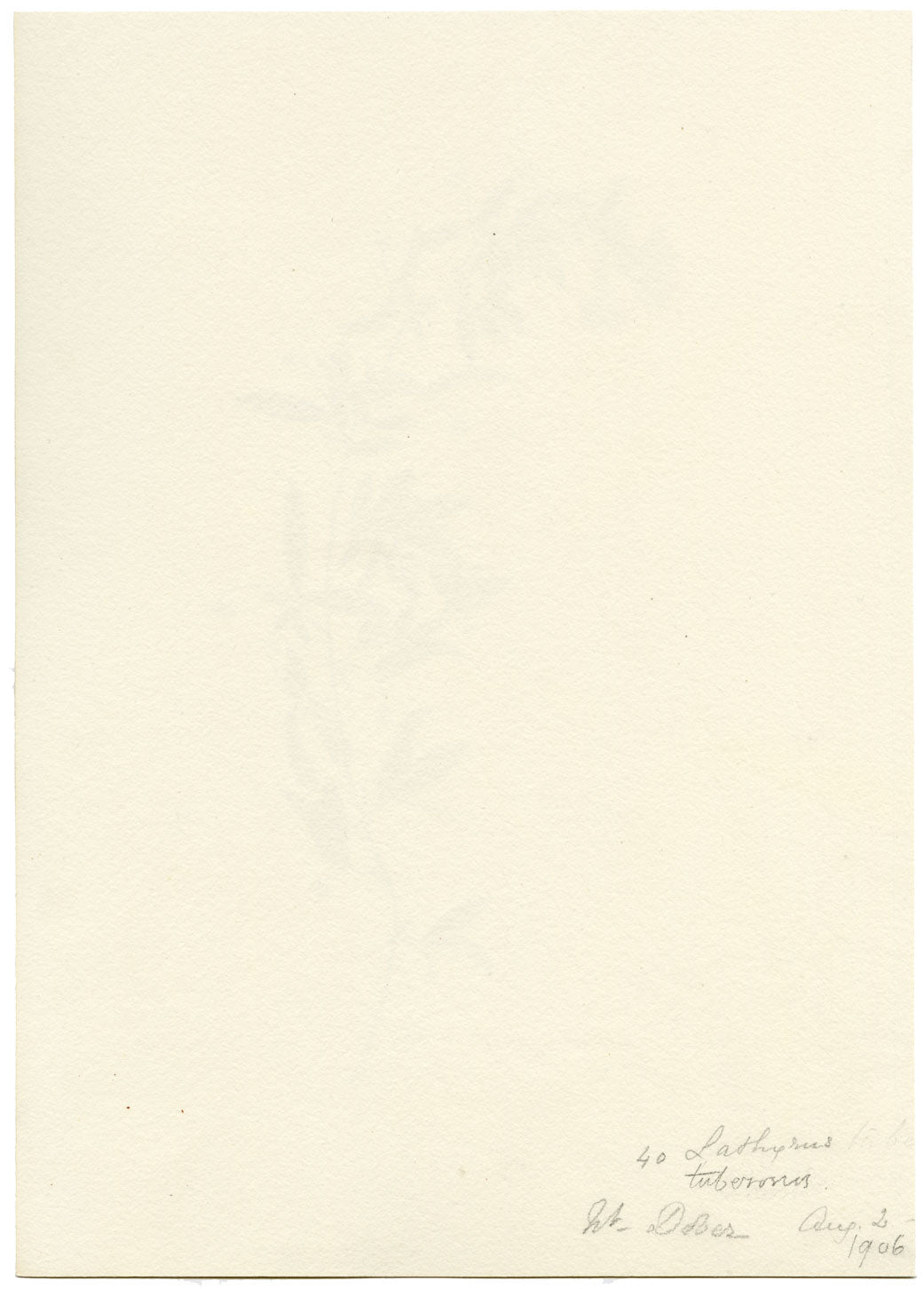 Falloon, Tuberous Pea Flower, near Dover, Kent – 1906 watercolour painting