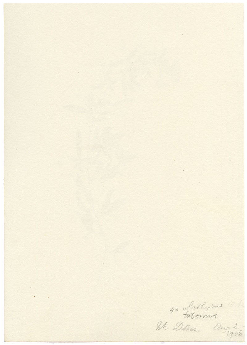 Falloon, Tuberous Pea Flower, near Dover, Kent – 1906 watercolour painting
