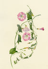 Falloon, Pink Field Bindweed Flower, Altrincham, Manchester – 1906 watercolour