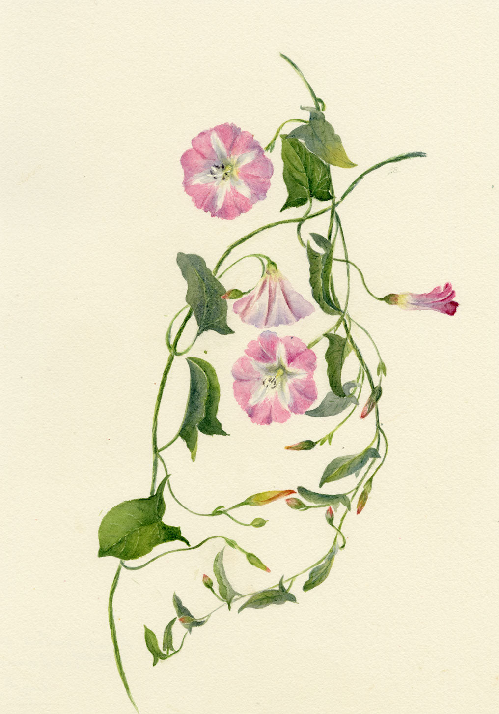 Falloon, Pink Field Bindweed Flower, Altrincham, Manchester – 1906 watercolour