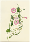 Falloon, Pink Field Bindweed Flower, Altrincham, Manchester – 1906 watercolour