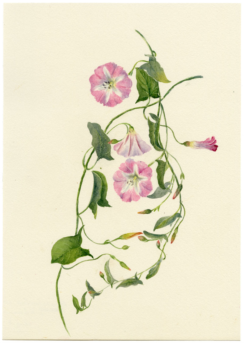 Falloon, Pink Field Bindweed Flower, Altrincham, Manchester – 1906 watercolour