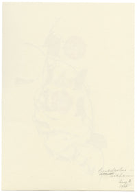 Falloon, Pink Field Bindweed Flower, Altrincham, Manchester – 1906 watercolour