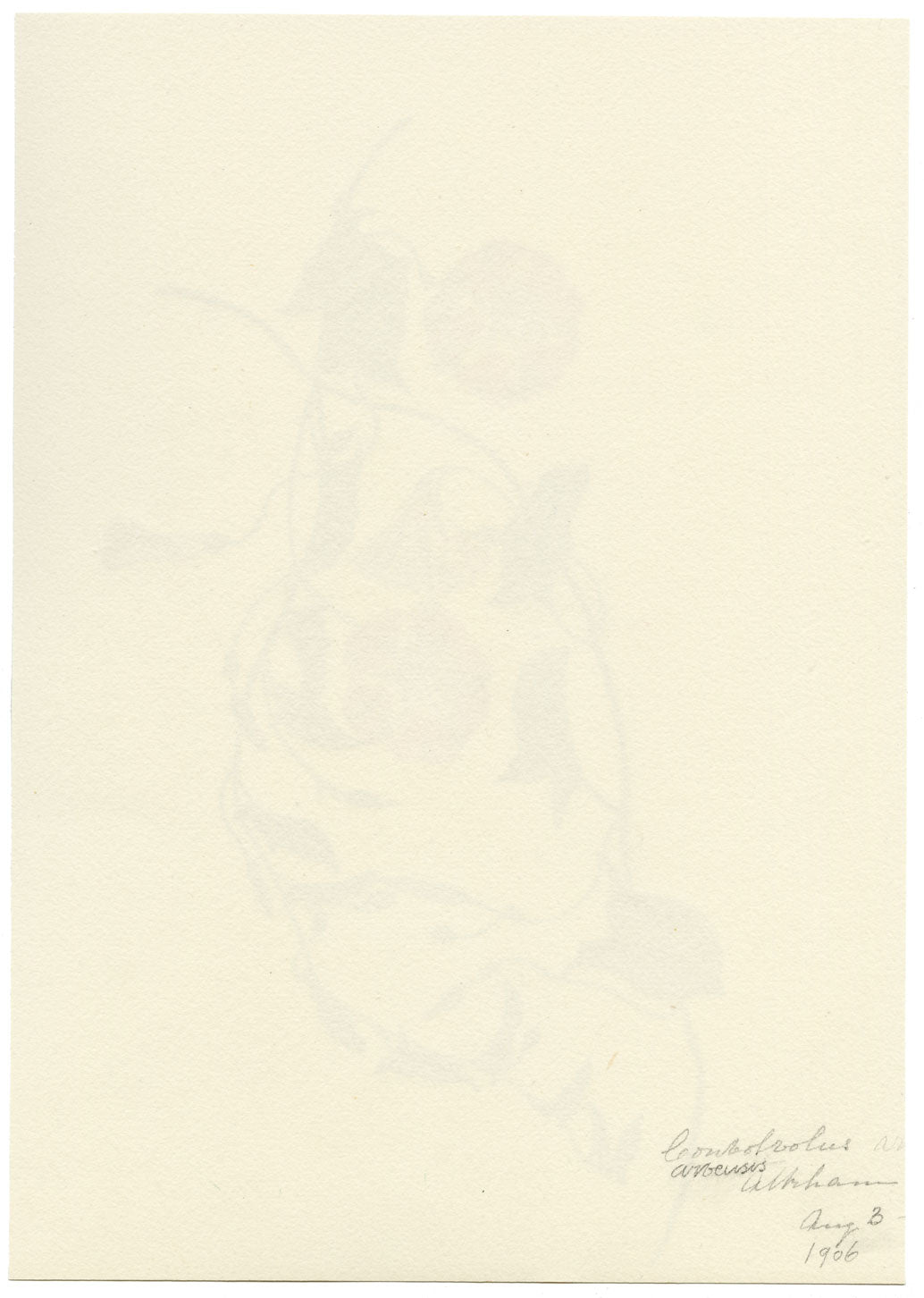 Falloon, Pink Field Bindweed Flower, Altrincham, Manchester – 1906 watercolour