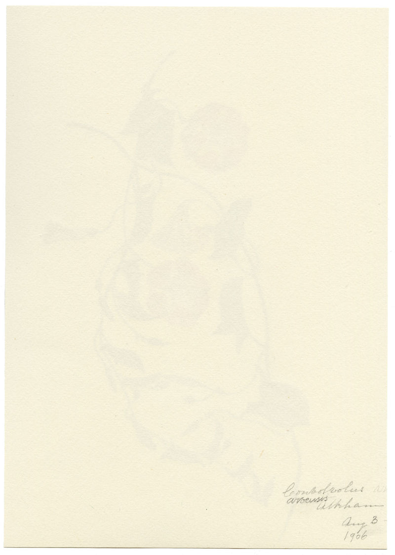 Falloon, Pink Field Bindweed Flower, Altrincham, Manchester – 1906 watercolour