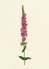 Falloon, Purple Loosestrife Flower, Breda, Switzerland – 1917 watercolour